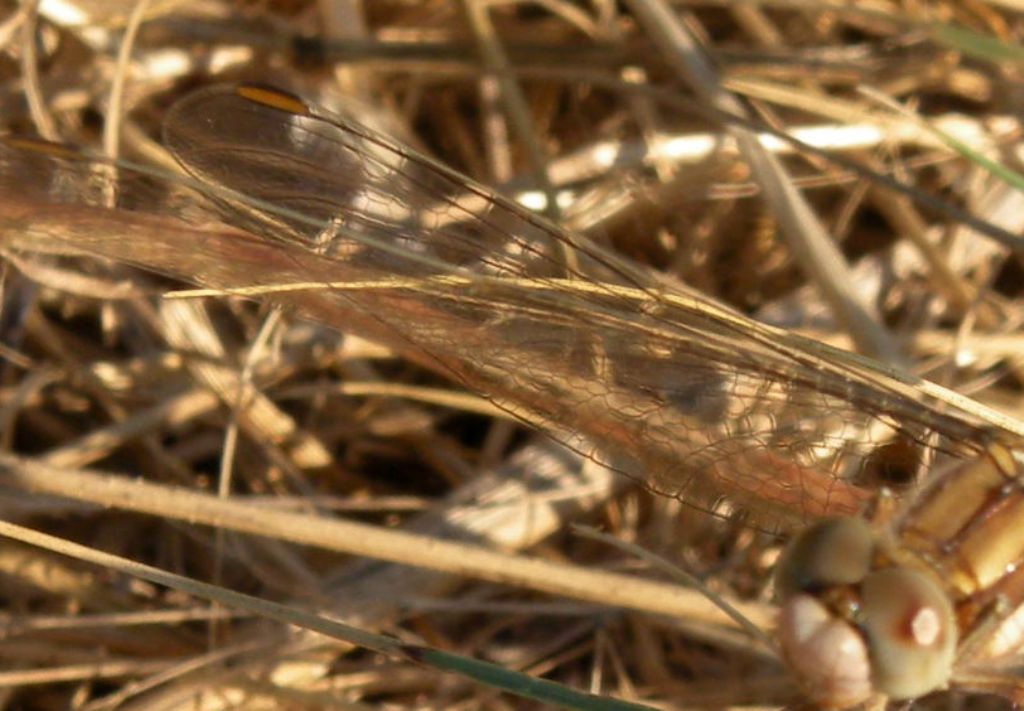 Bronzo olimpico: Orthetrum bronzeum... oops, brunneum!